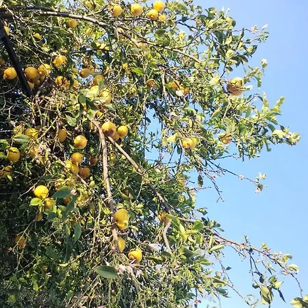 度假居 Lauro Charme *